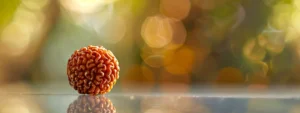 a close-up shot of a vibrant, intricate twenty mukhi rudraksha bead against a soft, blurred background to highlight its unique biomedical properties.